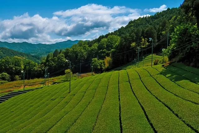 宇治茶畑の癒し：美しい景観と茶の香りに包まれて